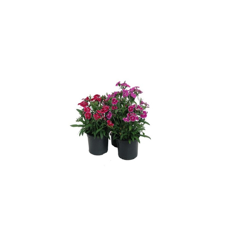 CLAVEL CHINENSIS TELSTAR MACETA11CM