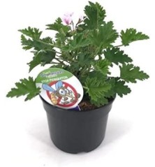 GERANIO ANTIMOSQUITO MACETA 14CM
