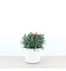 CLAVEL CARNELIA MACETA 12CM