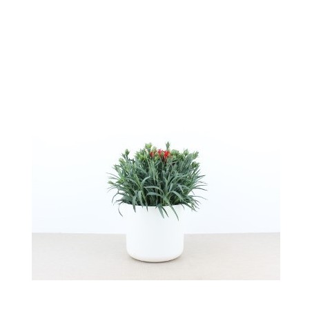 CLAVEL CARNELIA MACETA 12CM