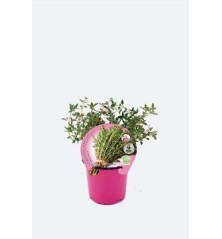 TOMILLO LIMON PRODUCTO NATURAL MACETA 10,5CM