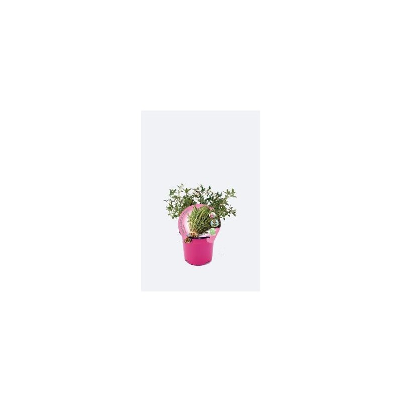 TOMILLO LIMON PRODUCTO NATURAL MACETA 10,5CM