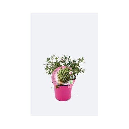TOMILLO LIMON PRODUCTO NATURAL MACETA 10,5CM