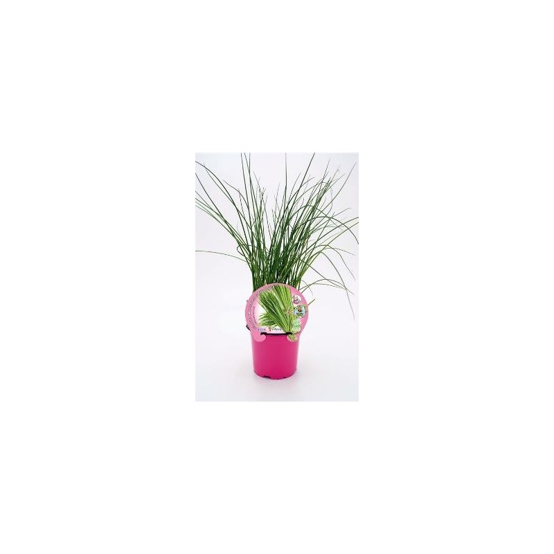 CEBOLLINO PRODUCTO NATURAL MACETA 10,5CM