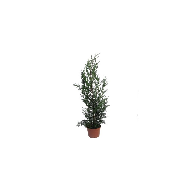 LEYLANDI 40/50CM ALTURA