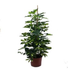 SCHEFFLERA GOLD CAPEL. ALTO 150CM Y MACETA 22CM