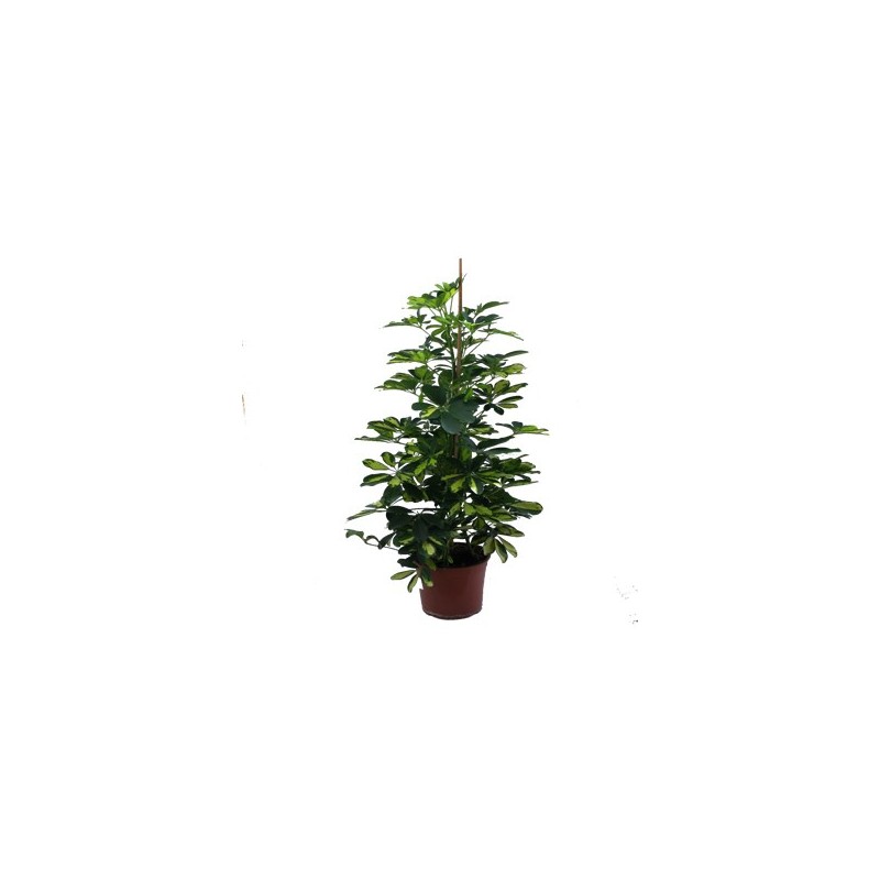 SCHEFFLERA GOLD CAPEL. ALTO 150CM Y MACETA 22CM