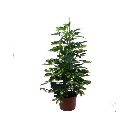 SCHEFFLERA GOLD CAPEL. ALTO 150CM Y MACETA 22CM