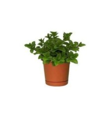 MENTA ECOLOGICA MACETA 11CM