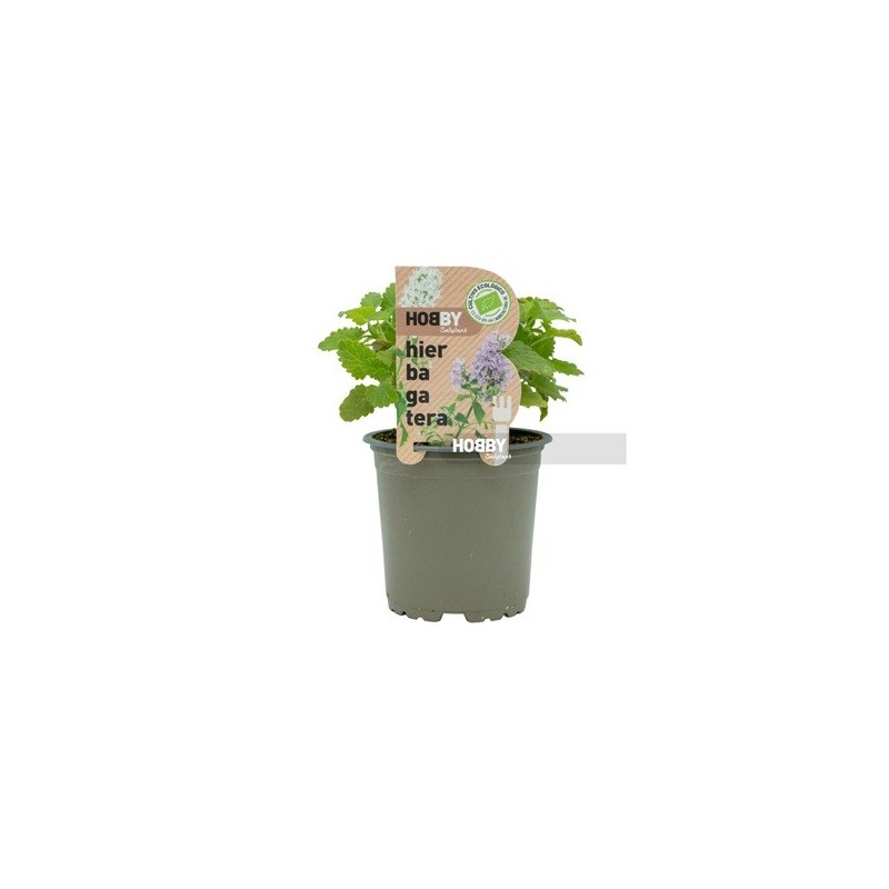 HIERBA GATERA NEPETA CATARIA ECOLOGICA MACETA 11CM