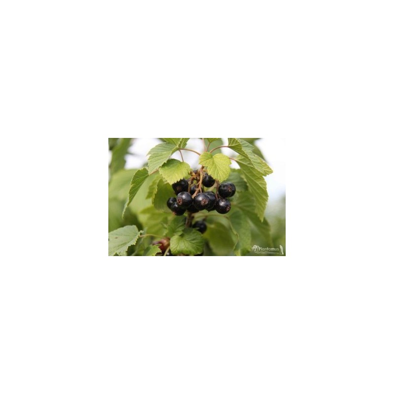 GROSELLA NEGRA C 2LT Y ALTURA 30/40CM