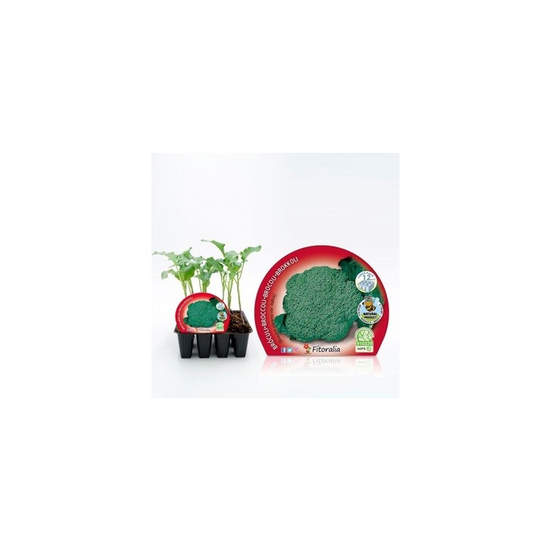 BROCOLI PRODUCTO NATURAL PACK 12 PLANTONES