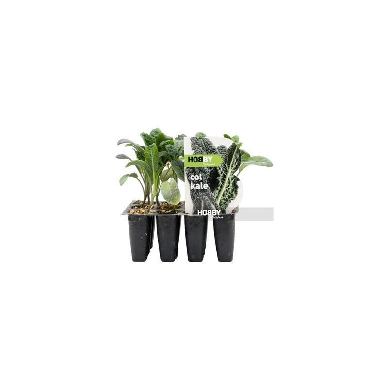 COL KALE PACK 12 PLANTONES
