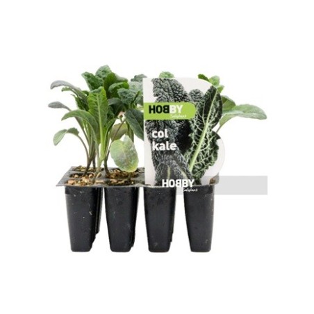 COL KALE PACK 12 PLANTONES