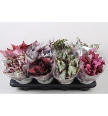 BEGONIA MEZCLA HOJAS COLOR ALTO 15CM Y MACETA 12CM