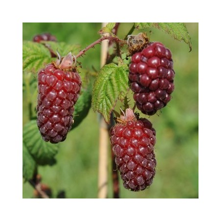 TAYBERRY MORA Y FRAMBUESA MACETA 2L