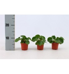 PILEA PEPEROMOIDES MINI ALTO 7CM Y MACETA 6CM