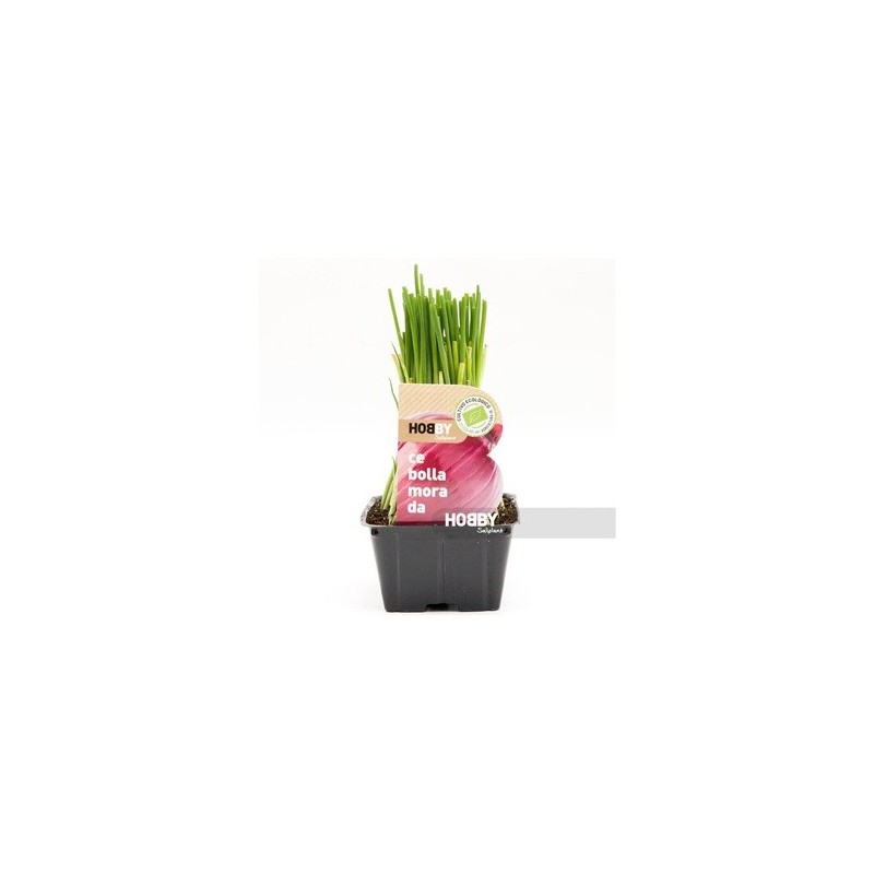 CEBOLLA MORADA PACK PLANTONES