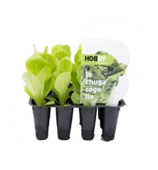 LECHUGA COGOLLO PACK 12 PLANTONES