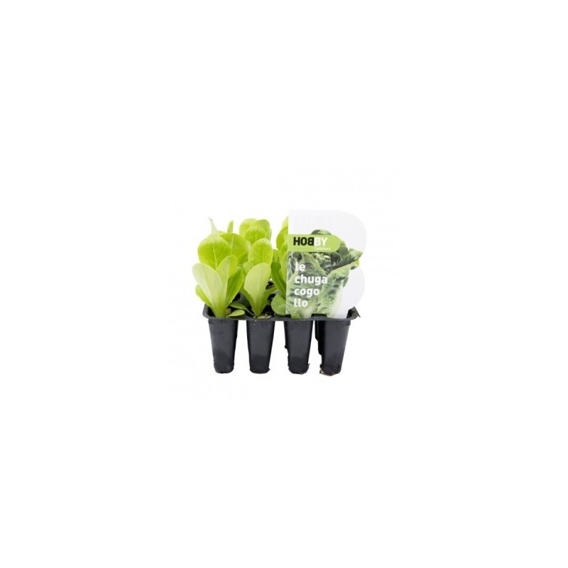 LECHUGA COGOLLO PACK 12 PLANTONES