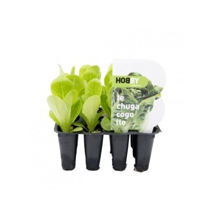 LECHUGA COGOLLO PACK 12 PLANTONES