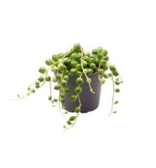 SENECIO HERRERIANUS MINI CON MACETA 6CM