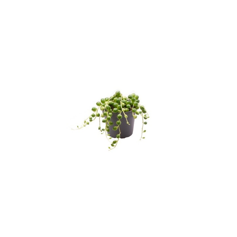 SENECIO HERRERIANUS MINI CON MACETA 6CM
