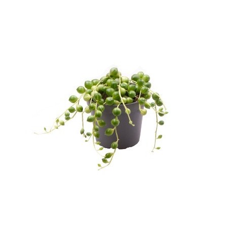 SENECIO HERRERIANUS MINI CON MACETA 6CM