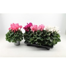 CYCLAMEN XL MIX MACETA 17CM