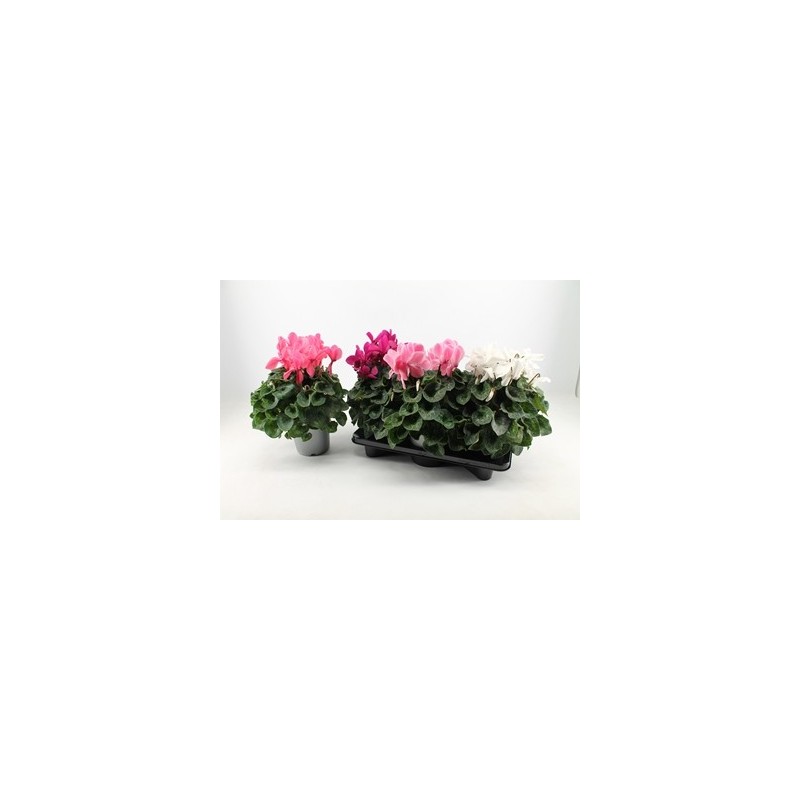 CYCLAMEN XL MIX MACETA 17CM