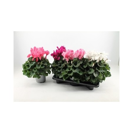 CYCLAMEN XL MIX MACETA 17CM