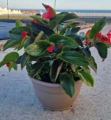 BEGONIA DRAGON WING TARRINA 25CM
