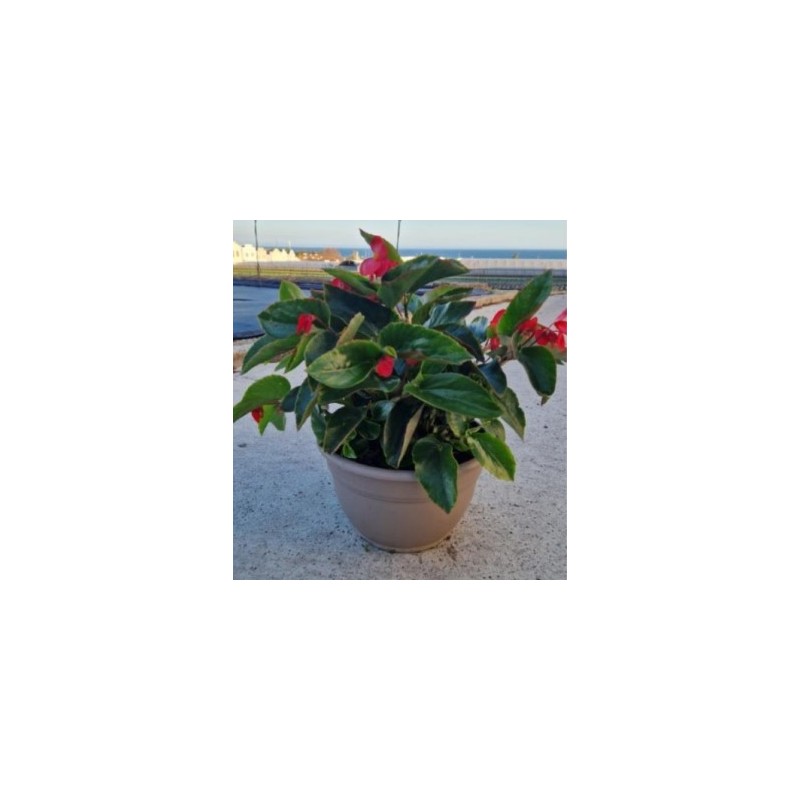 BEGONIA DRAGON WING TARRINA 25CM