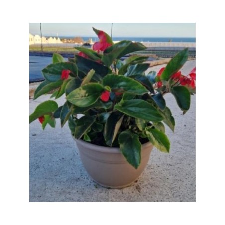 BEGONIA DRAGON WING TARRINA 25CM