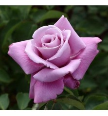 ROSAL PERFUMADO CHARLES DE GAULLE MALVA MACETA 17