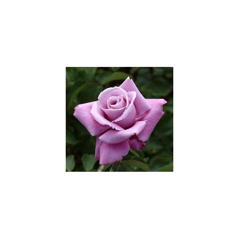 ROSAL PERFUMADO CHARLES DE GAULLE MALVA MACETA 17