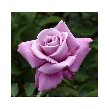 ROSAL PERFUMADO CHARLES DE GAULLE MALVA MACETA 17