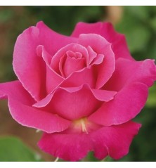 ROSAL PERFUMADO CAPRICHO ROSA MACETA 17CM