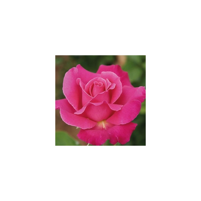 ROSAL PERFUMADO CAPRICHO ROSA MACETA 17CM
