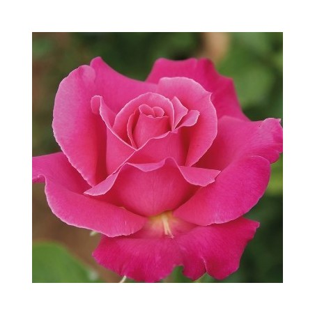 ROSAL PERFUMADO CAPRICHO ROSA MACETA 17CM