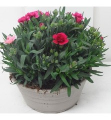 CLAVEL CARYOPHYLLUS MINI TARRINA 20CM