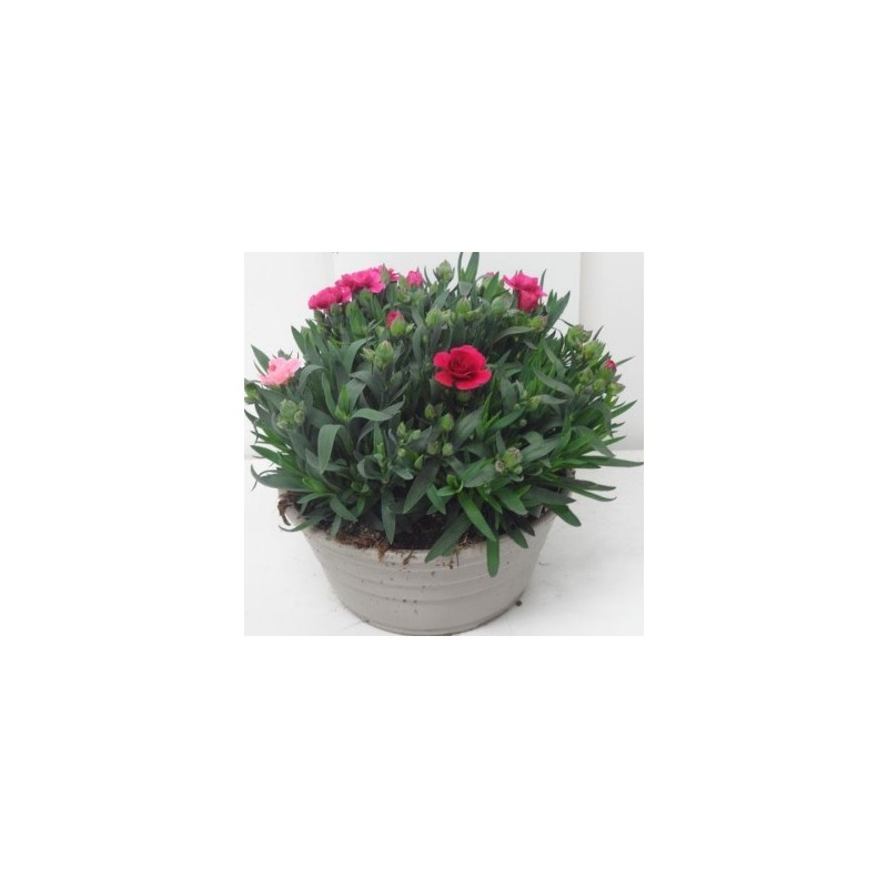 CLAVEL CARYOPHYLLUS MINI TARRINA 20CM