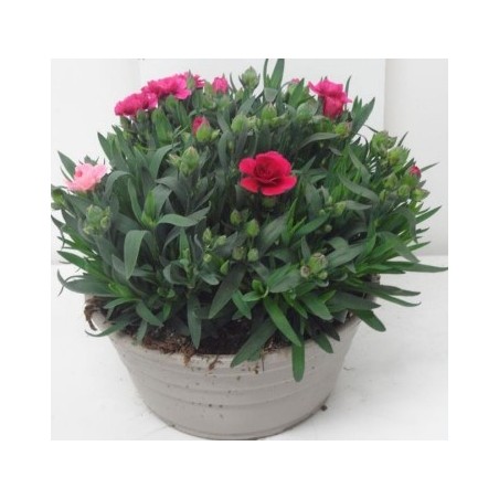 CLAVEL CARYOPHYLLUS MINI TARRINA 20CM
