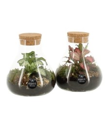 TERRARIUM PLANTAS PEQU. 10X14CM