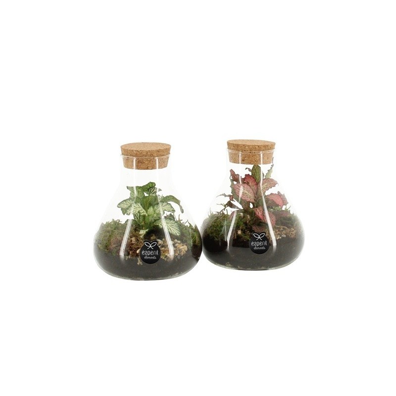 TERRARIUM PLANTAS PEQU. 10X14CM