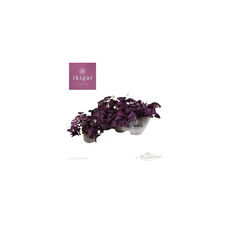 OXALIS MIJKE MIX MACETA 12CM