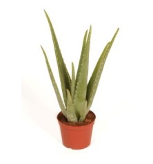 ALOE VERA ECOLOGICO MACETA 17CM