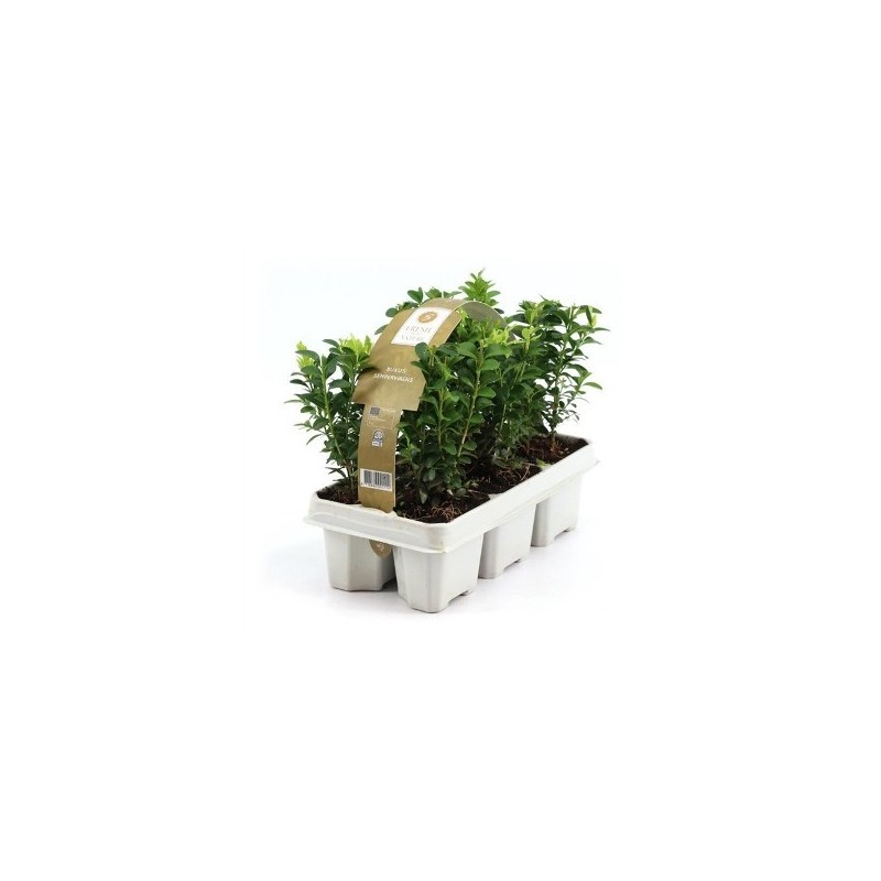 BOJ EN PACK DE 6 PLANTAS PEQUEÑAS