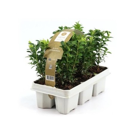 BOJ EN PACK DE 6 PLANTAS PEQUEÑAS