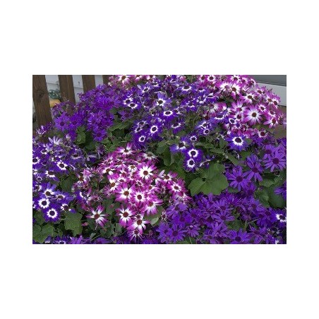 CINERARIA FLOR PERICALLIS MACETA 16CM